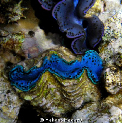 GIANT CLAM-RED SEA-EGYPT by Yakout Hegazy 